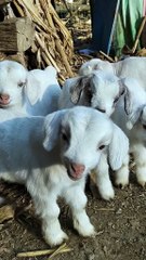Goat cute babies 💝😍 video #goat #babies #animal #planet #animalplanet  #animalworld