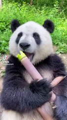 Panda china eating food #panda #kungfupanda #animals