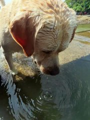 #funny video #shortvideo #viralvideo #funnyadda#