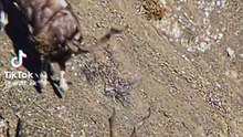 Markhor animals video 2025 #animals