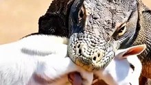 Komodo Dragon Atta4ck a Lamb! #komodo #lamb