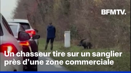 Indre: un chasseur tire sur un sanglier en bord de route à la sortie d'une zone commerciale