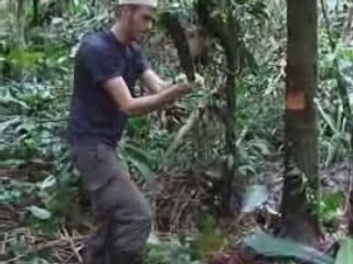 Découpe de palmier dans la jungle a Juyuintsa