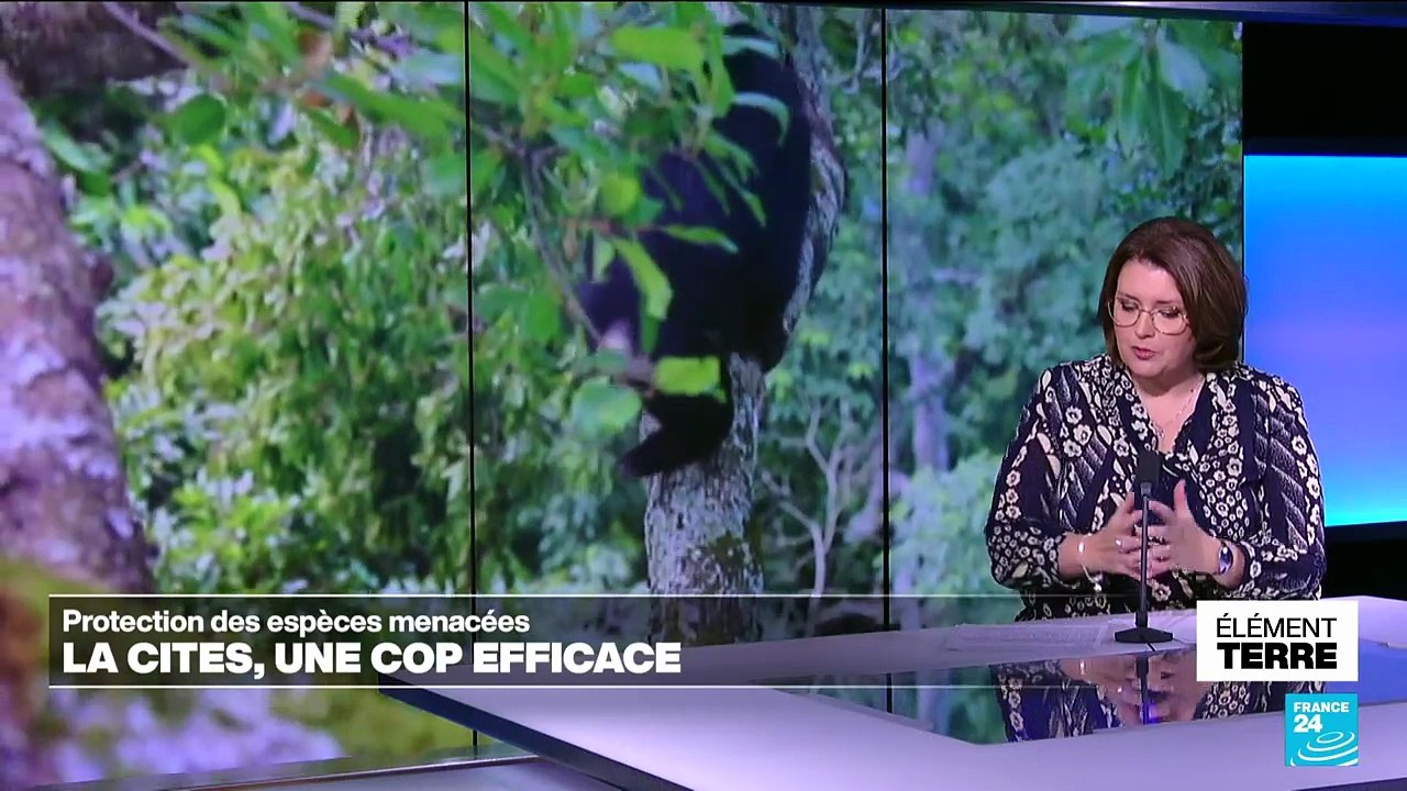 Protection des espèces : la COP CITES, enfin une COP efficace !