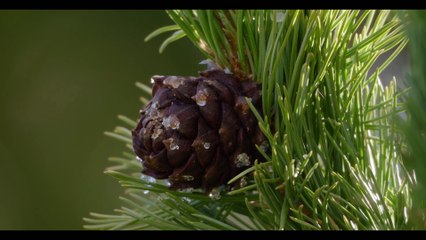 Saving Yellowstone with Dennis Quaid S01E01