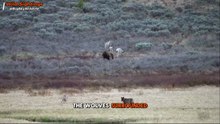 Wolves Chase Grizzly Bear