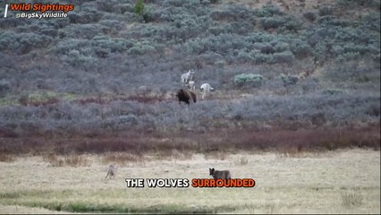 Wolves Chase Grizzly Bear
