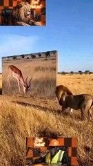 chimp podcast with Lion...follow Me