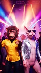 Chikki & Momo Dance Video – Funny Monkey & Cat Dance Animation | Cute Animals Dancing