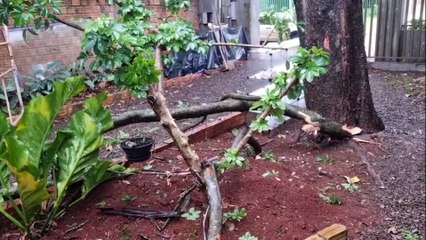 “Mais três galhos estão para cair a qualquer momento e podem atingir a rua inteira”, diz moradora de casa atingida no Santa Cruz