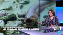 Protection des espèces: La COP CITES, enfin une COP efficace!