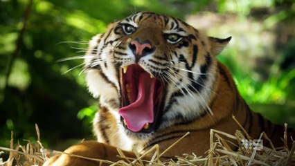 taronga whos who in the zoo s06e05