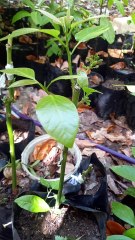 Grafting on Avocado seedling