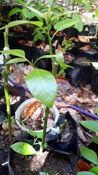 Grafting on Avocado seedling