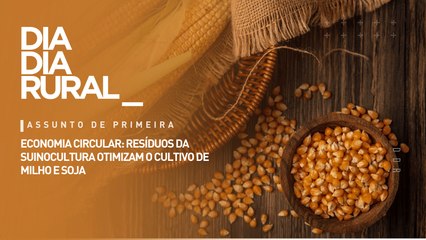Economia Circular: resíduos da suinocultura otimizam o cultivo de milho e soja