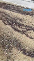 Ayvalık’ta ölü deniz kaplumbağası: Patır patır kıyıya vurdu, ortalığı karıştırdı! Araştırma yapılacak! Endişe verici uyarı