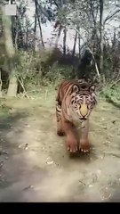 Tripped Into Time, Forged A Legend - Rise Of The Ragged Hero - Full Movie