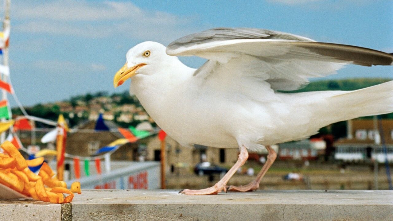 I Am Martin Parr, le photographe so British