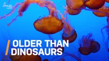 This Jellyfish Fossil May Be the Oldest Ever Found