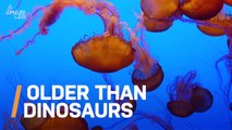 This Jellyfish Fossil May Be the Oldest Ever Found