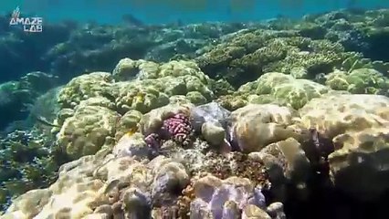 New Research Reveals Certain Sharks Stop Breathing to Catch Prey