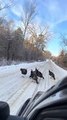 Turkeys Sit in Middle of Road and Refuse to Move