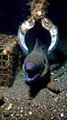 Giant Moray Eel Attacks Deep Sea Grabber!