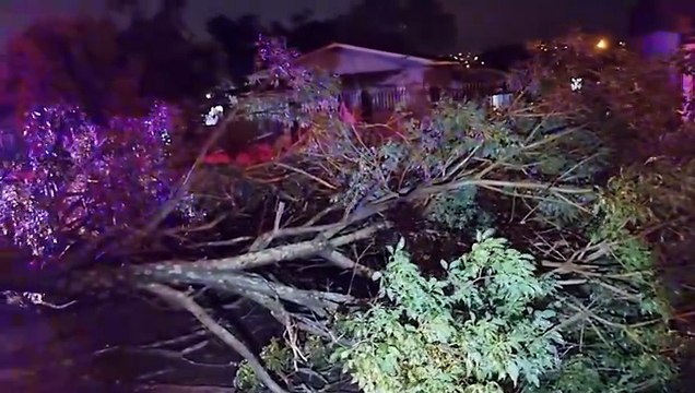 Galho de árvore de grande porte cai e deixa via parcialmente interditada no XIV de Novembro