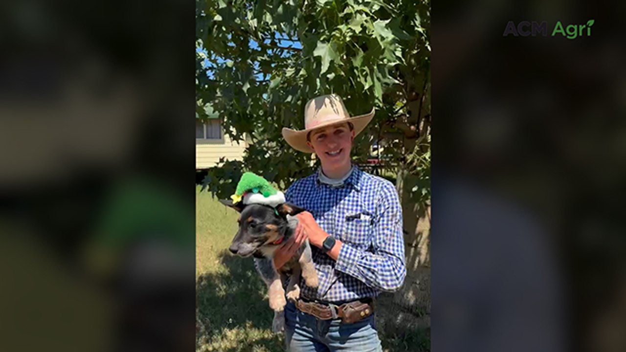 Meet Doc, the cowboy corgi