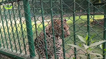 Surat का सबसे बड़ा Zoo 🐅 | Sarthana Nature Park & Zoo Full Tour