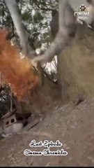 Kismat Ka Katil | Last Episode | Chinese Drama Hindi Dubbed | Cinema Chronicles