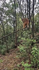 #funny video #shortvideo #viralvideo #funnyadda#