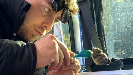 Guy Finds An Injured Baby Bird And Briefly Becomes His Dad