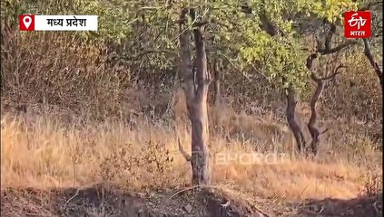 पन्ना टाइगर रिजर्व में बाघिन के साथ 3 शावक देखकर उछल पड़े टूरिस्ट, मस्ती करते वीडियो आया सामने