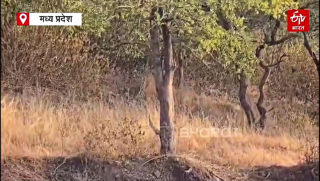 पन्ना टाइगर रिजर्व में बाघिन के साथ 3 शावक देखकर उछल पड़े टूरिस्ट, मस्ती करते वीडियो आया सामने