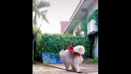 Funniest Cat Reactions Ever 🐱 | Laugh Till You Cry 2025 - 5.1