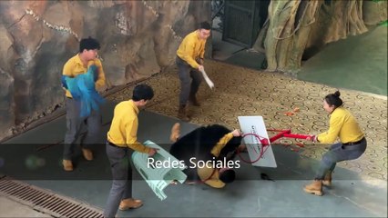 ¿Esa furia si era por golosinas? Oso negro ataca a cuidador en pleno show y queda en video
