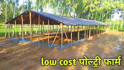 low cost layer poultry farm | desi murgi palan | desi murgi palan ka tarika