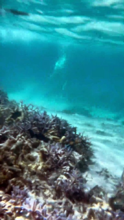 SNORKELING autour de l'ilôt Gabriel