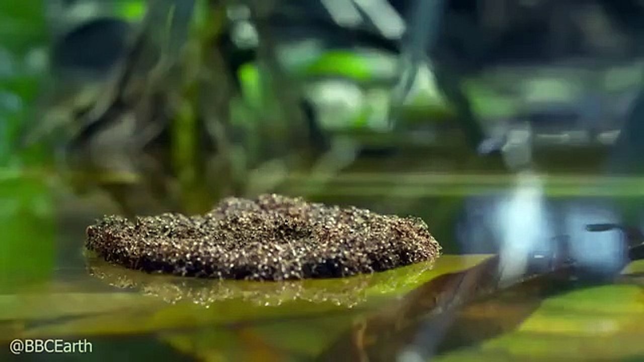 1,000 Ants vs. Obstacles