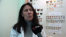 Binlerce kelebeğin korunduğu araştırma koleksiyonu büyüyor