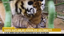 4 aylık minik kaplanların görüntüsü ilk defa yayınlandı
