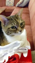 This Cat Just Woke Up… and Immediately Went Back to Sleep 😹💤 #shorts #cat #funny #funnycats #viralcats #trending #goodmorning #fyp #catshorts