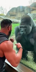 Gorilla COPIES Bodybuilder's Flex! 🤯 #shorts #funny
