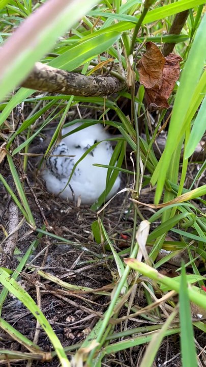 UN JOLI PETIT OISEAU paille en queue