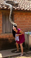 Mi perro argentino intentó advertirme sobre ello, mi amigo me salvó.... #shorts #subscribe