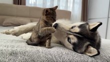 Giant Husky Tries to Ignore Tiny Kitte But Then This Happens