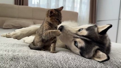 Giant Husky Tries to Ignore Tiny Kitte But Then This Happens