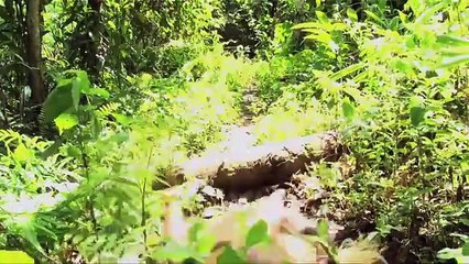 Wea Nao Mi? Bande-annonce (EN)