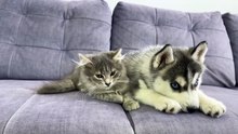 Husky Puppy Reacts To Meeting Kitten For The First Time  CUTEST VIDEO EVER